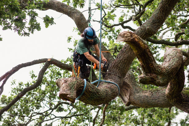 Best Tree Disease Treatment  in Highland Heights, OH