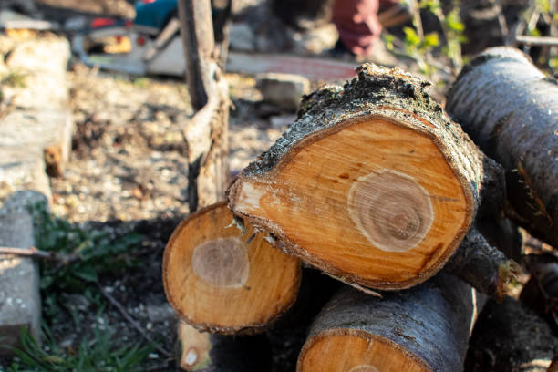 Professional Tree Care in Highland Heights, OH