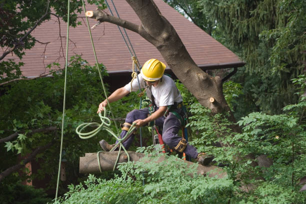 Best Lawn Maintenance Plans  in Highland Heights, OH