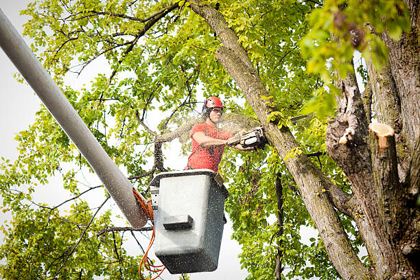 Best Tree Removal  in Highland Heights, OH