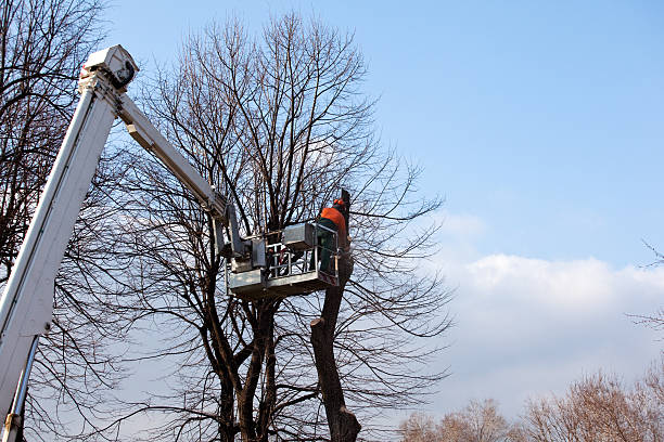 How Our Tree Care Process Works  in  Highland Heights, OH